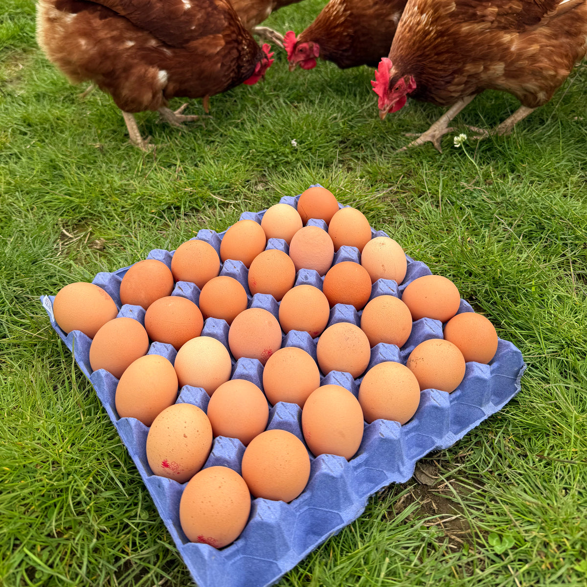 Free Range Chicken Eggs