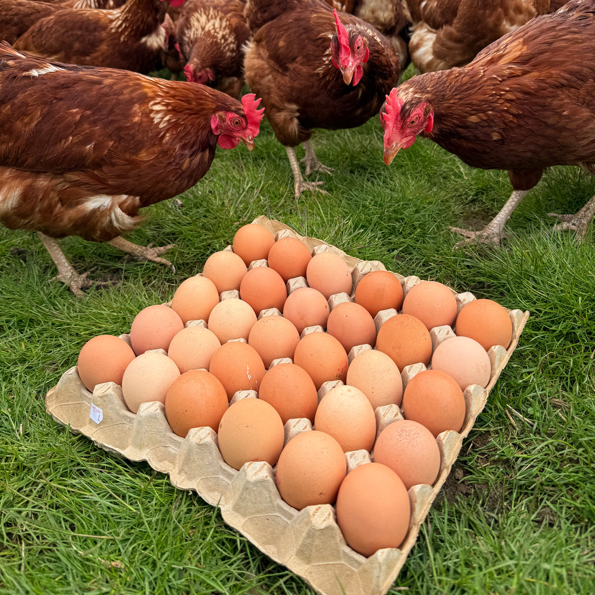 Free Range Chicken Eggs
