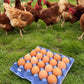Free Range Chicken Eggs