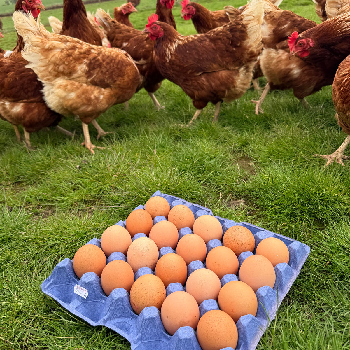 Free Range Chicken Eggs
