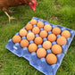 Free Range Chicken Eggs