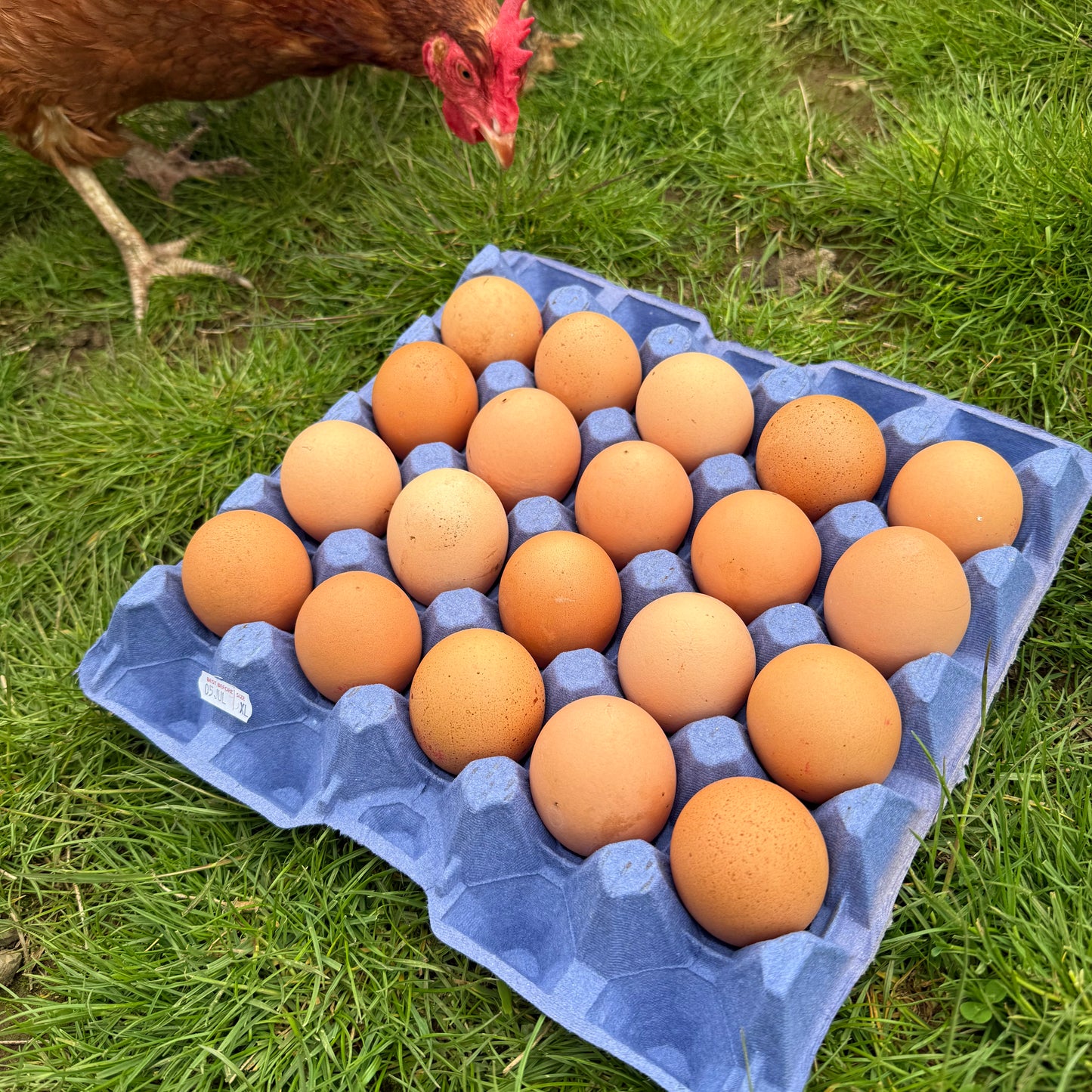Free Range Chicken Eggs