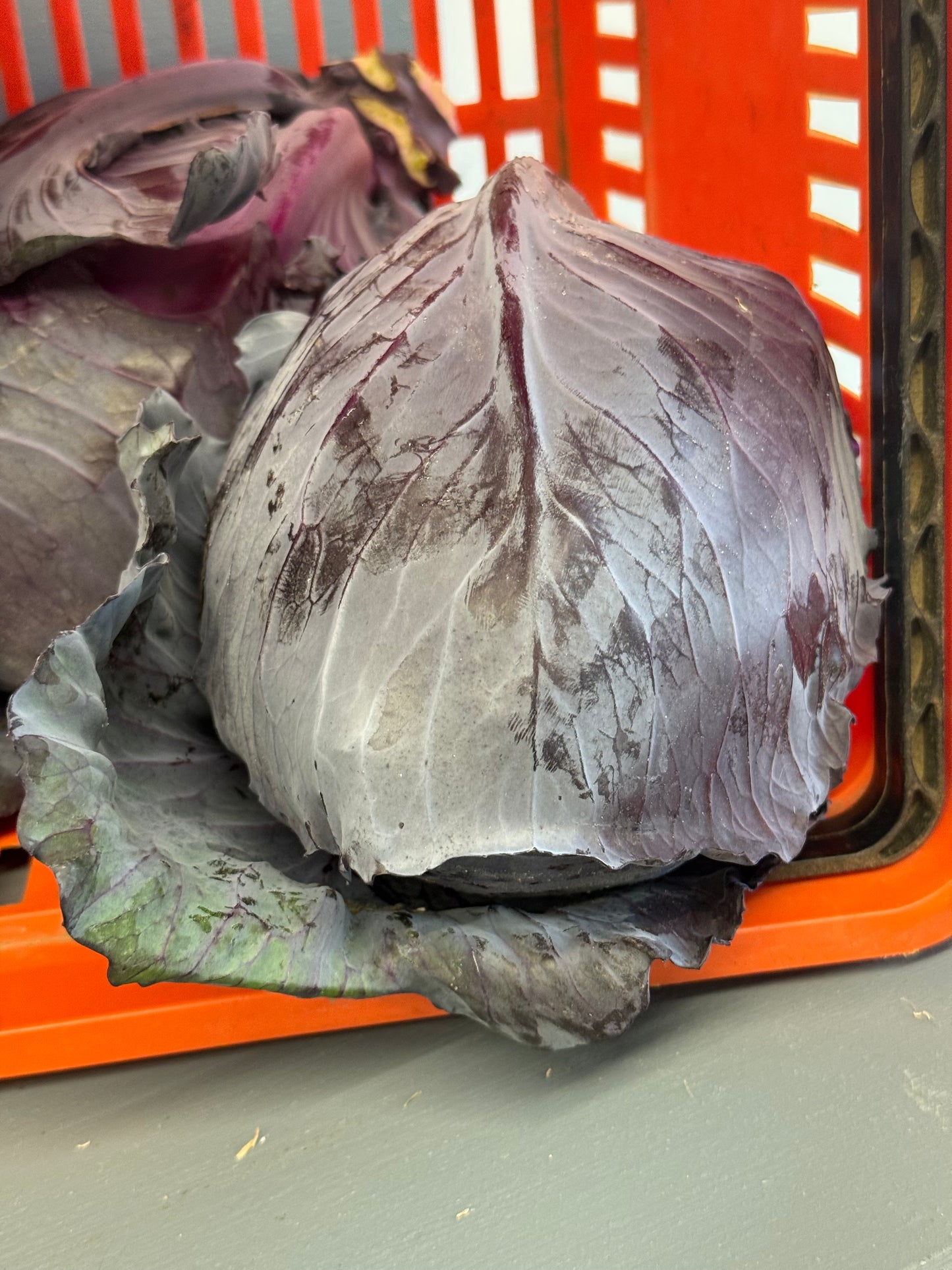 Cabbage