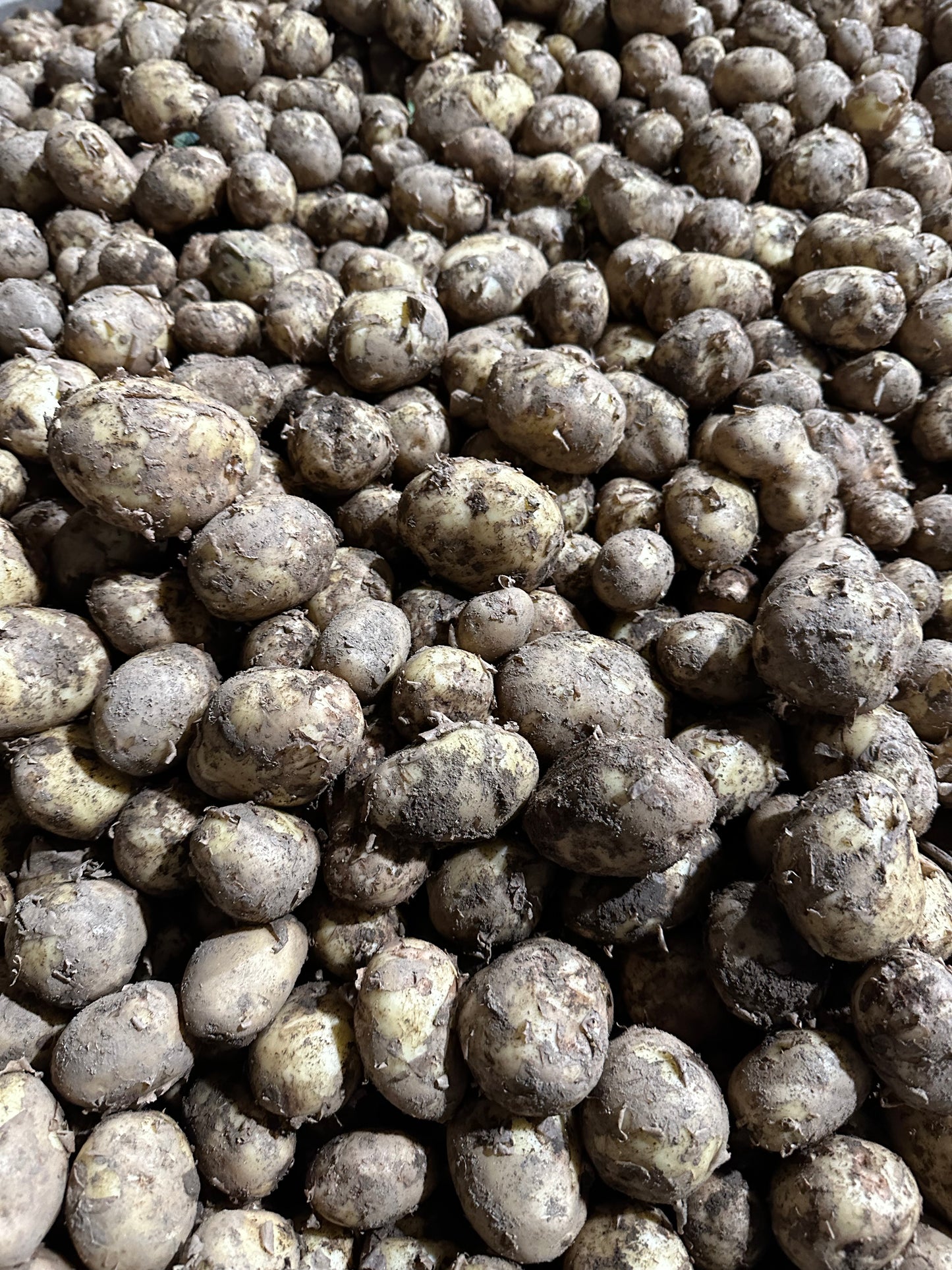 Duke of York Tatties