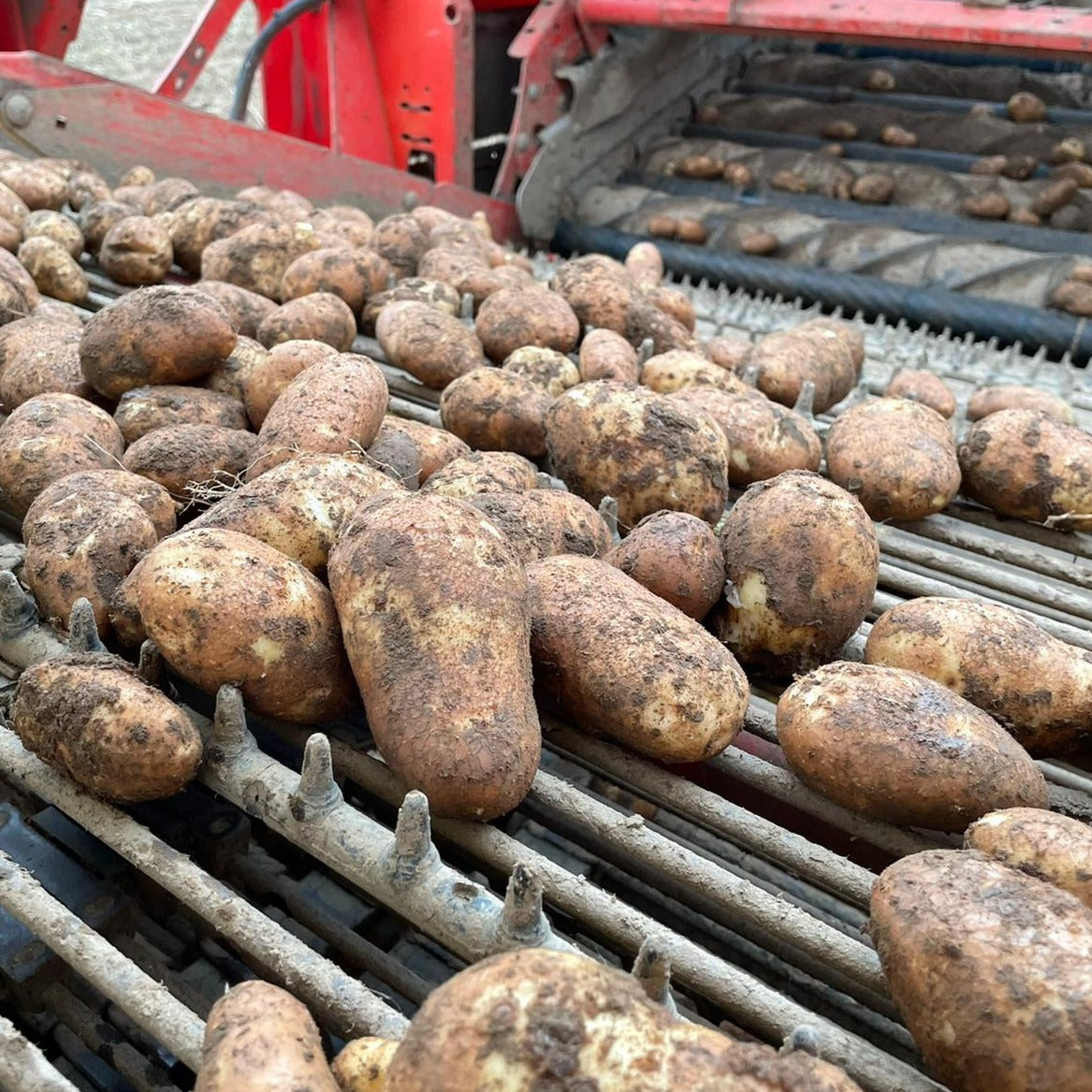 Golden Wonder Tatties